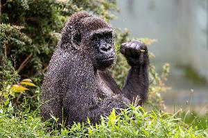 Gorilla-Dame Mutasi wird 30 Jahre alt